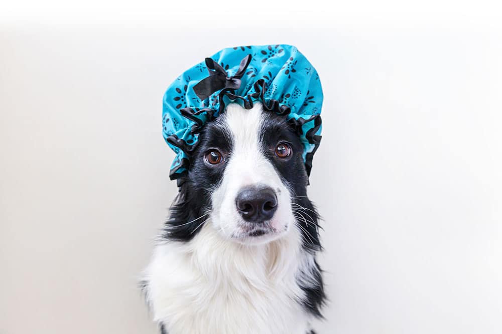 Funny studio portrait of cute puppy dog border collie wearing shower cap at Dusty's Pet Wash